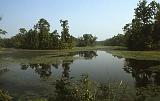 460_Chitwan wetland